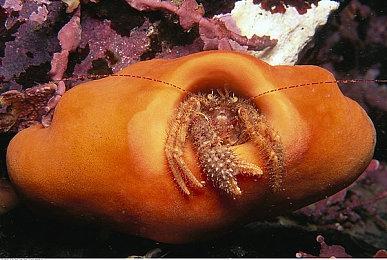 《ENDER MAGNOLIA》Steam上线 末日幻想动作RPG